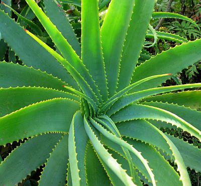 Aloe Vera – The Healing Elixir.